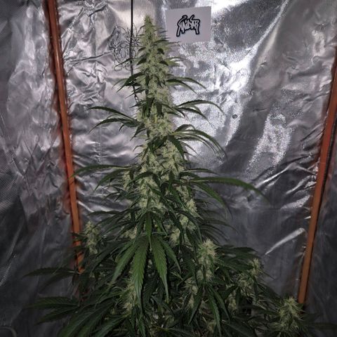 Ghost Train Haze (77-84 Tage) growlog timeline photo