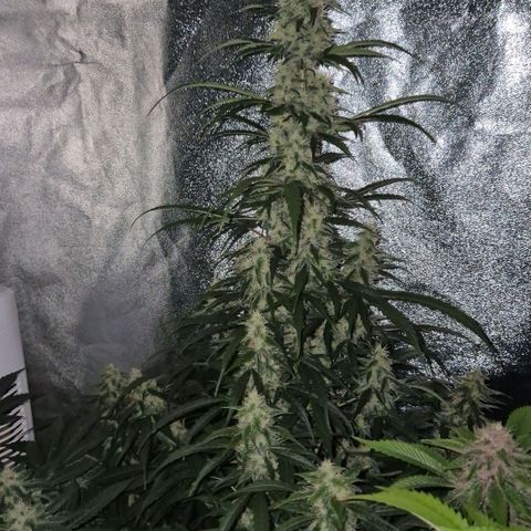 Ghost Train Haze (77-84 Tage) growlog timeline photo