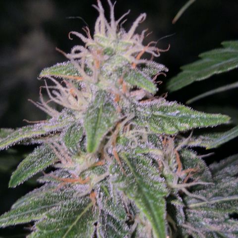 Ghost Train Haze (77-84 Tage) growlog timeline photo