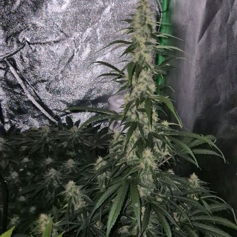 Ghost Train Haze (77-84 Tage) growlog timeline photo