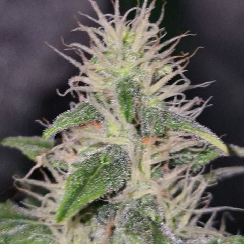 Ghost Train Haze (77-84 Tage) growlog timeline photo