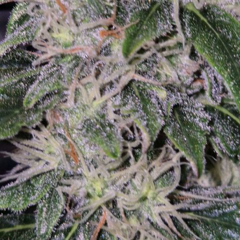 Ghost Train Haze (77-84 Tage) growlog timeline photo