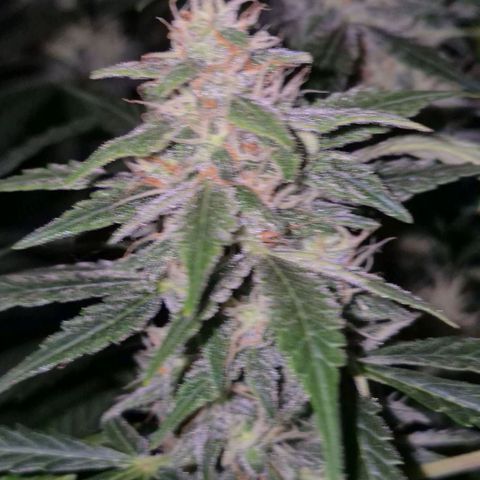 Ghost Train Haze (77-84 Tage) growlog timeline photo