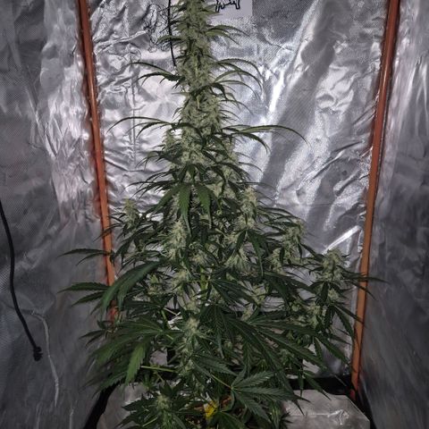 Ghost Train Haze (77-84 Tage) growlog timeline photo