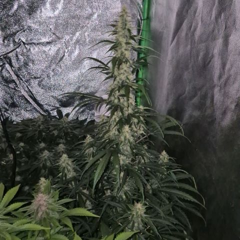 Ghost Train Haze (77-84 Tage) growlog timeline photo