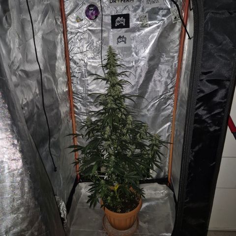 Ghost Train Haze (77-84 Tage) growlog timeline photo