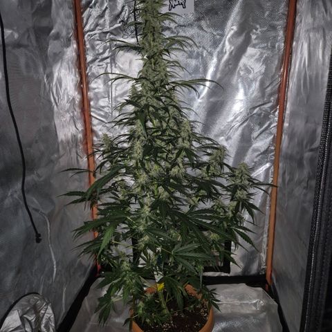 Ghost Train Haze (77-84 Tage) growlog timeline photo