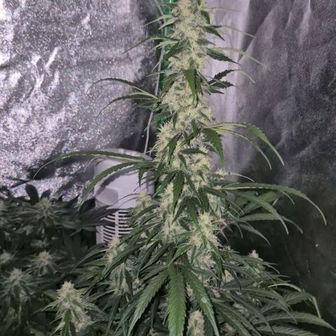 Ghost Train Haze (77-84 Tage) growlog timeline photo