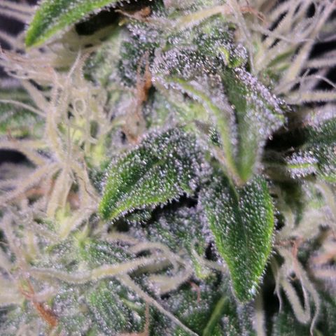 Ghost Train Haze (77-84 Tage) growlog timeline photo