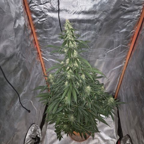 Ghost Train Haze (77-84 Tage) growlog timeline photo