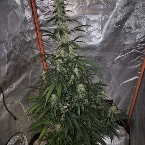 Ghost Train Haze (77-84 Tage) growlog timeline photo