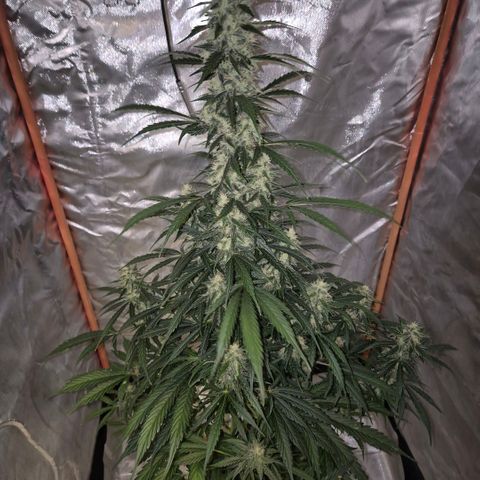 Ghost Train Haze (77-84 Tage) growlog timeline photo