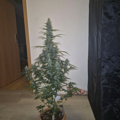 Ghost Train Haze (77-84 Tage) growlog timeline photo