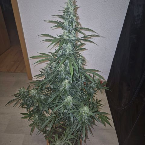 Ghost Train Haze (77-84 Tage) growlog timeline photo