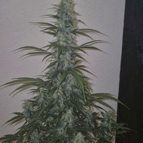 Ghost Train Haze (77-84 Tage) growlog timeline photo