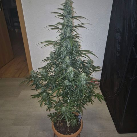 Ghost Train Haze (77-84 Tage) growlog timeline photo