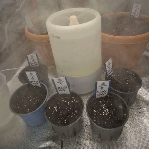 Milky way  🌌🌌🌌🌌 (hybrid) #2 links growlog timeline photo