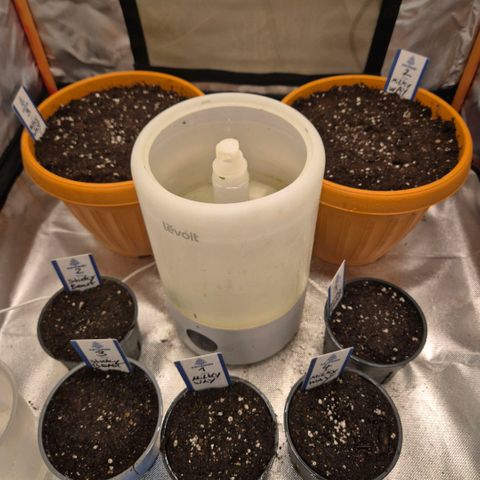 Sticky beast 👹👹👹( zamnesia) #1 growlog timeline photo