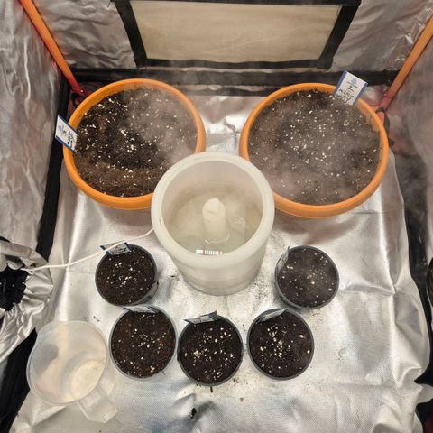 Sticky beast 👹👹👹( zamnesia) #3 growlog timeline photo