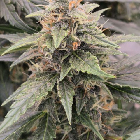 Ghost Train Haze (77-84 Tage) growlog timeline photo