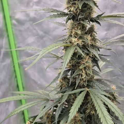 Ghost Train Haze (77-84 Tage) growlog timeline photo