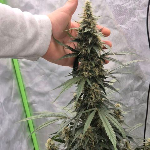 Ghost Train Haze (77-84 Tage) growlog timeline photo