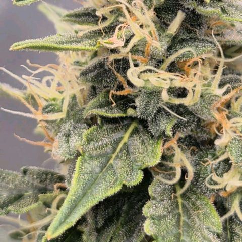Ghost Train Haze (77-84 Tage) growlog timeline photo