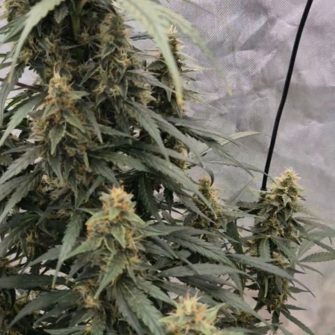 Ghost Train Haze (77-84 Tage) growlog timeline photo