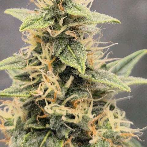 Ghost Train Haze (77-84 Tage) growlog timeline photo