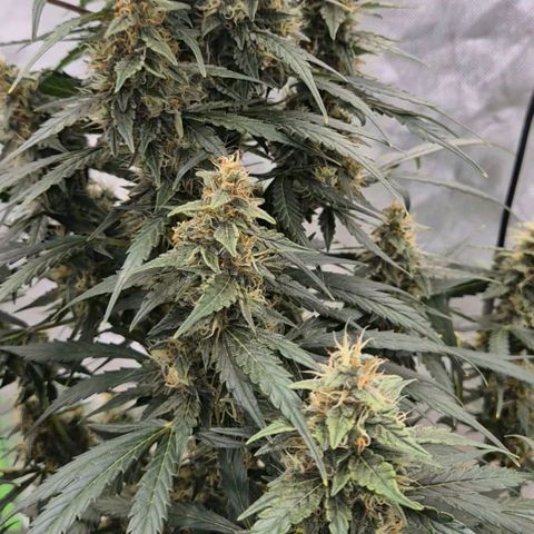Ghost Train Haze (77-84 Tage) growlog timeline photo