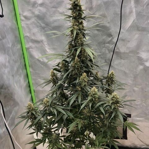 Ghost Train Haze (77-84 Tage) growlog timeline photo