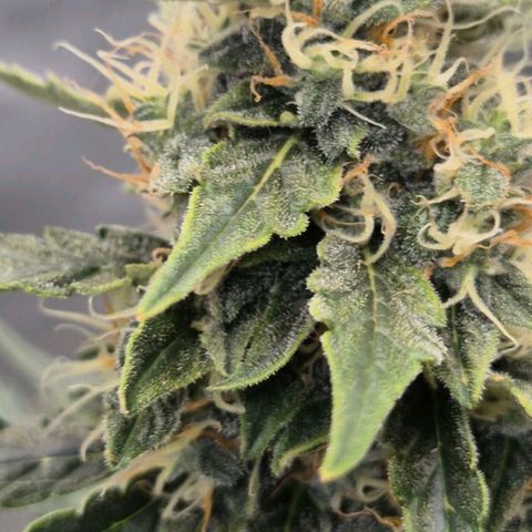 Ghost Train Haze (77-84 Tage) growlog timeline photo