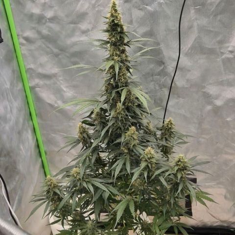 Ghost Train Haze (77-84 Tage) growlog timeline photo