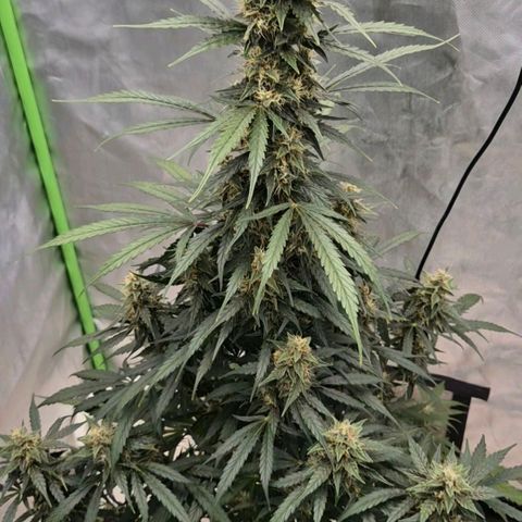 Ghost Train Haze (77-84 Tage) growlog timeline photo