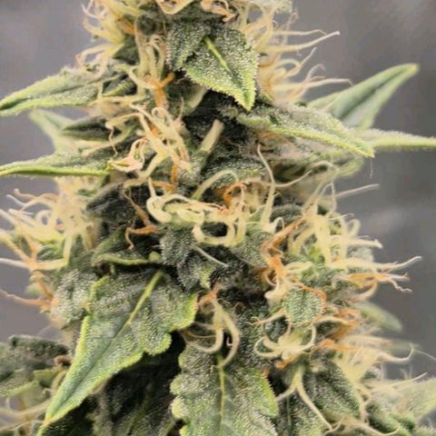 Ghost Train Haze (77-84 Tage) growlog timeline photo