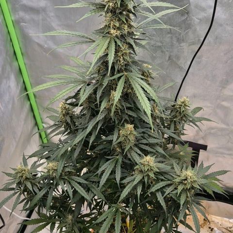 Ghost Train Haze (77-84 Tage) growlog timeline photo