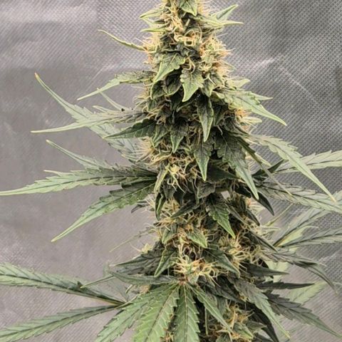 Ghost Train Haze (77-84 Tage) growlog timeline photo