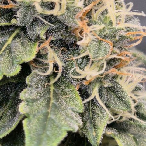 Ghost Train Haze (77-84 Tage) growlog timeline photo