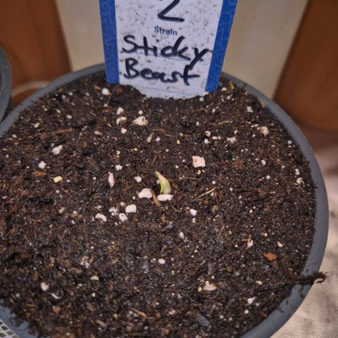 Sticky beast 👹👹👹( zamnesia) #2 growlog timeline photo