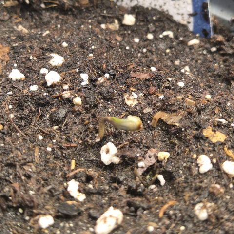 Sticky beast 👹👹👹( zamnesia) #3 growlog timeline photo