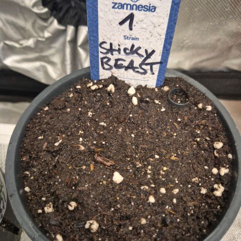 Sticky beast 👹👹👹( zamnesia) #1 growlog timeline photo