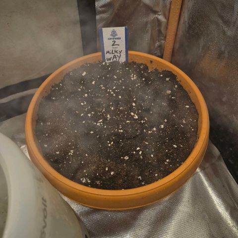 Milky way  🌌🌌🌌🌌 (hybrid) #2 links growlog timeline photo
