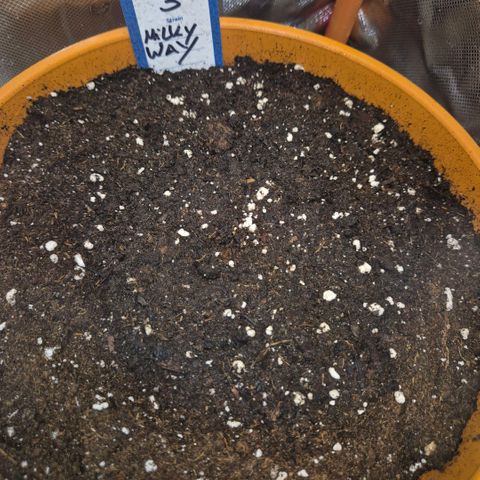 Milky way  🌌🌌🌌🌌 (hybrid) #3 growlog timeline photo