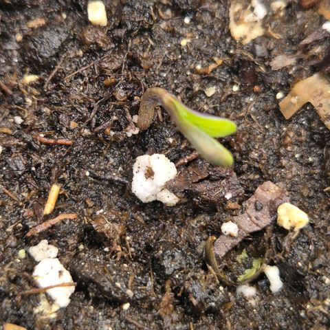 Sticky beast 👹👹👹( zamnesia) #3 growlog timeline photo