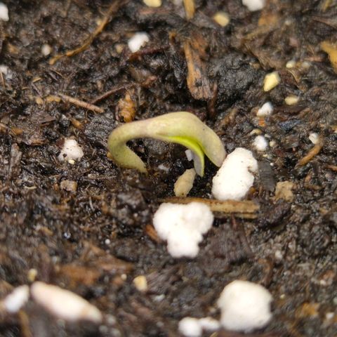 Sticky beast 👹👹👹( zamnesia) #2 growlog timeline photo