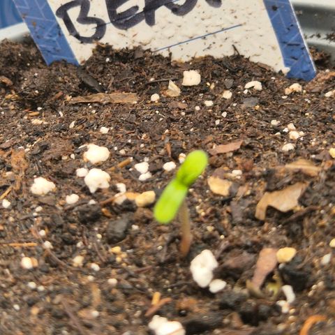 Sticky beast 👹👹👹( zamnesia) #3 growlog timeline photo