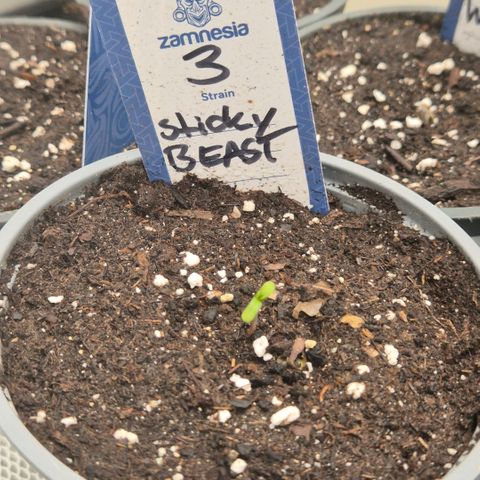 Sticky beast 👹👹👹( zamnesia) #3 growlog timeline photo