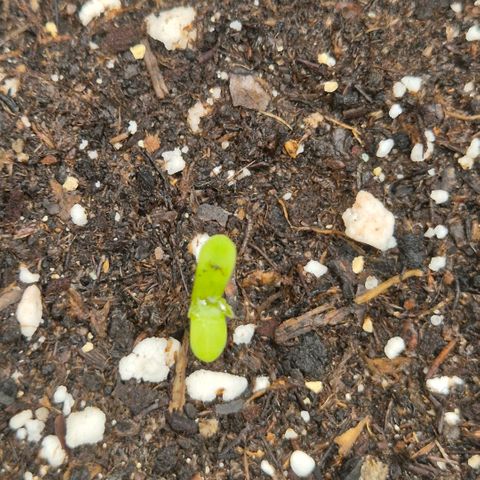 Sticky beast 👹👹👹( zamnesia) #2 growlog timeline photo