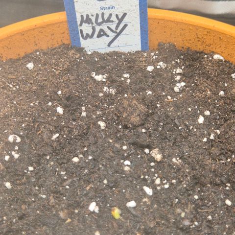 Milky way  🌌🌌🌌🌌 (hybrid) #3 growlog timeline photo
