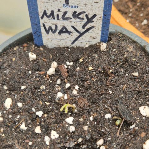 Milky way  🌌🌌🌌🌌 (hybrid) #4 growlog timeline photo